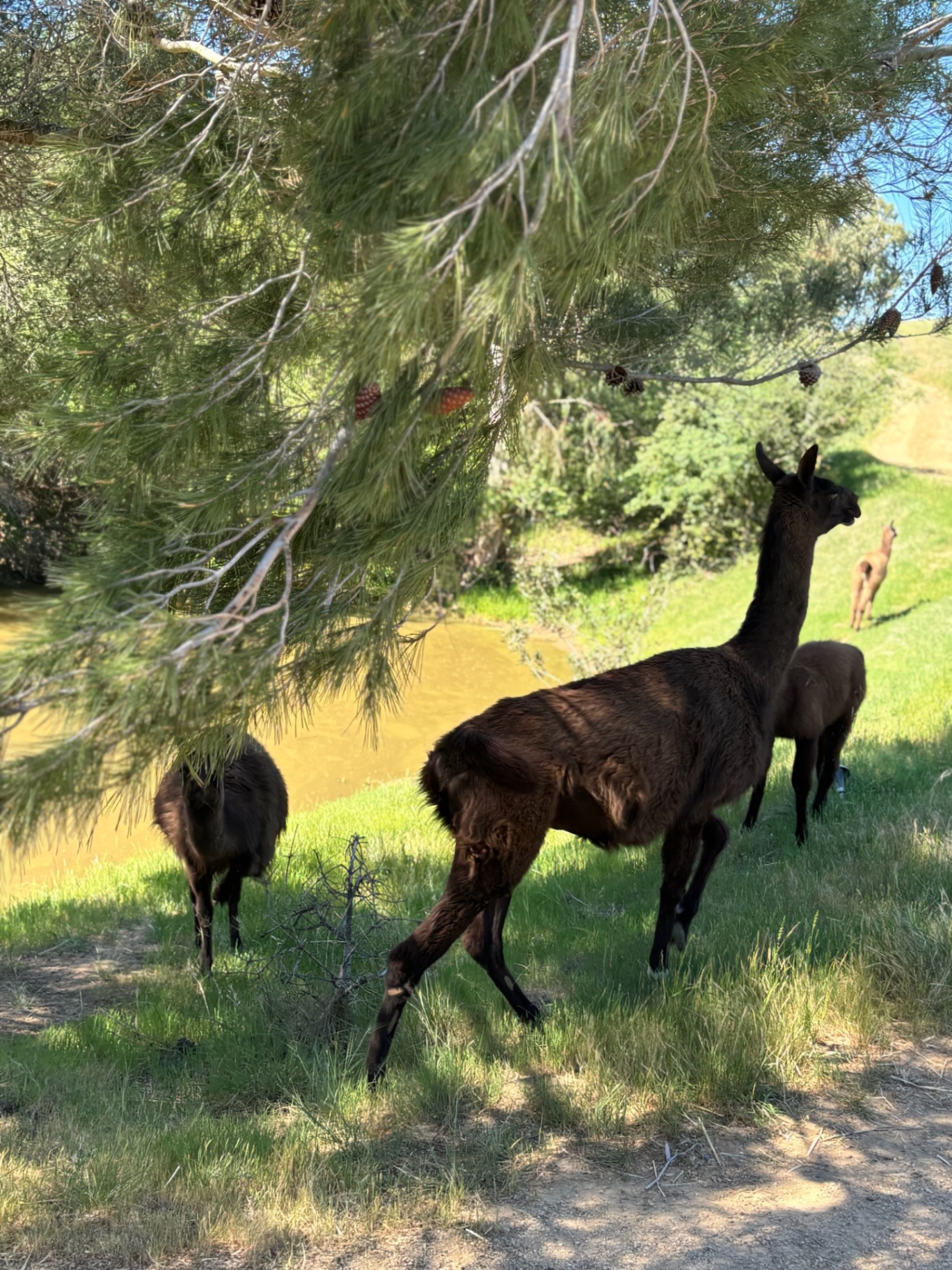 The llama 1