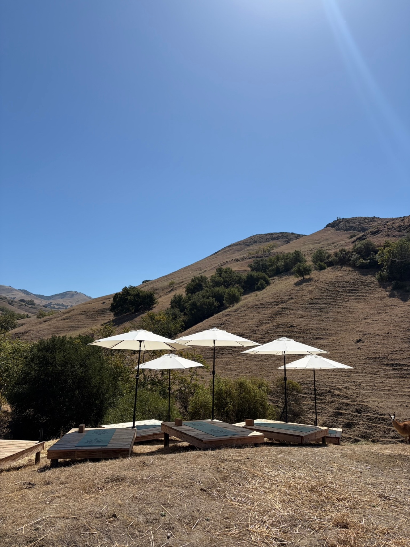 Umbrellas and loungers on the hillside