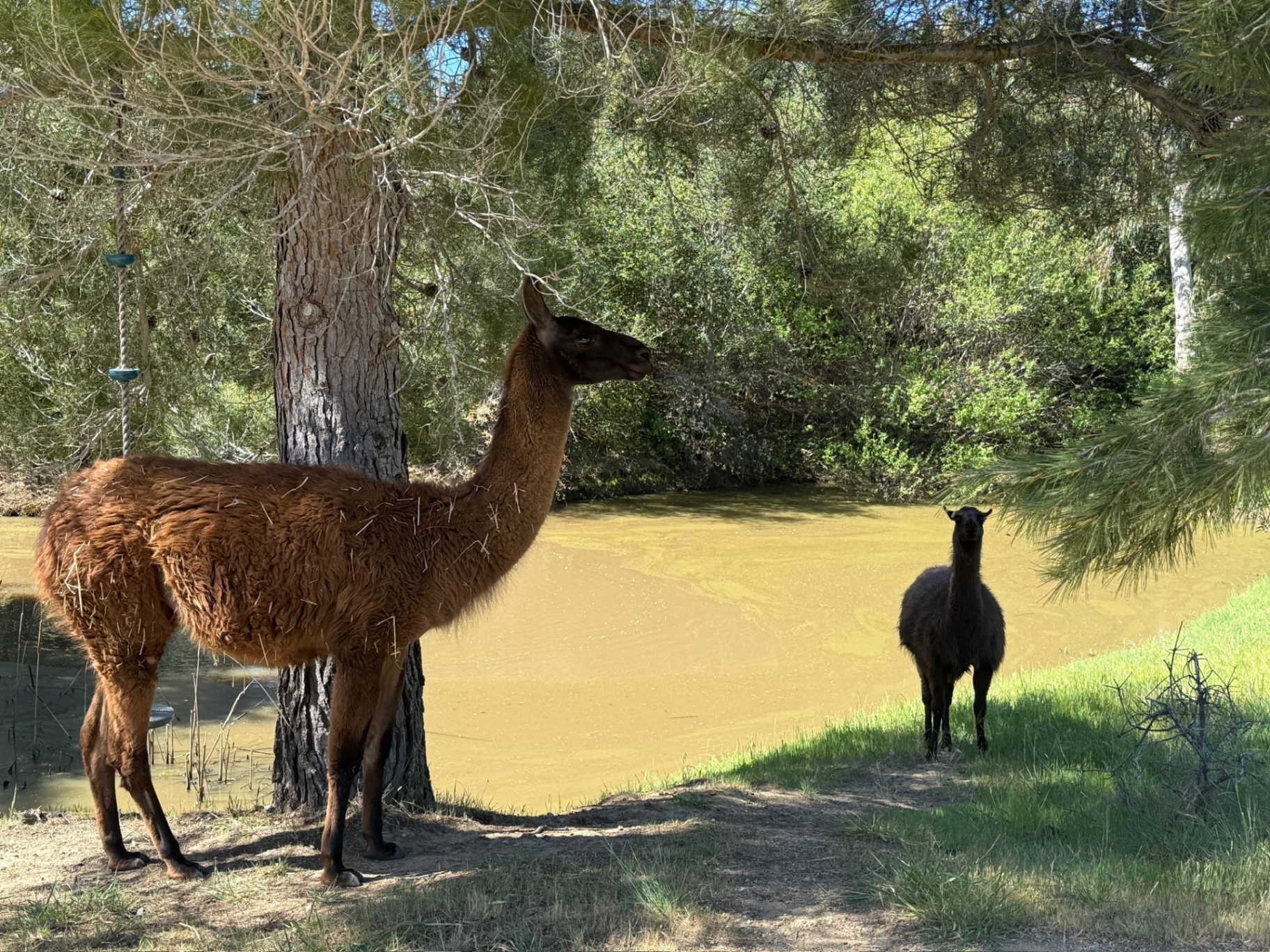 Llamas resting by the pond