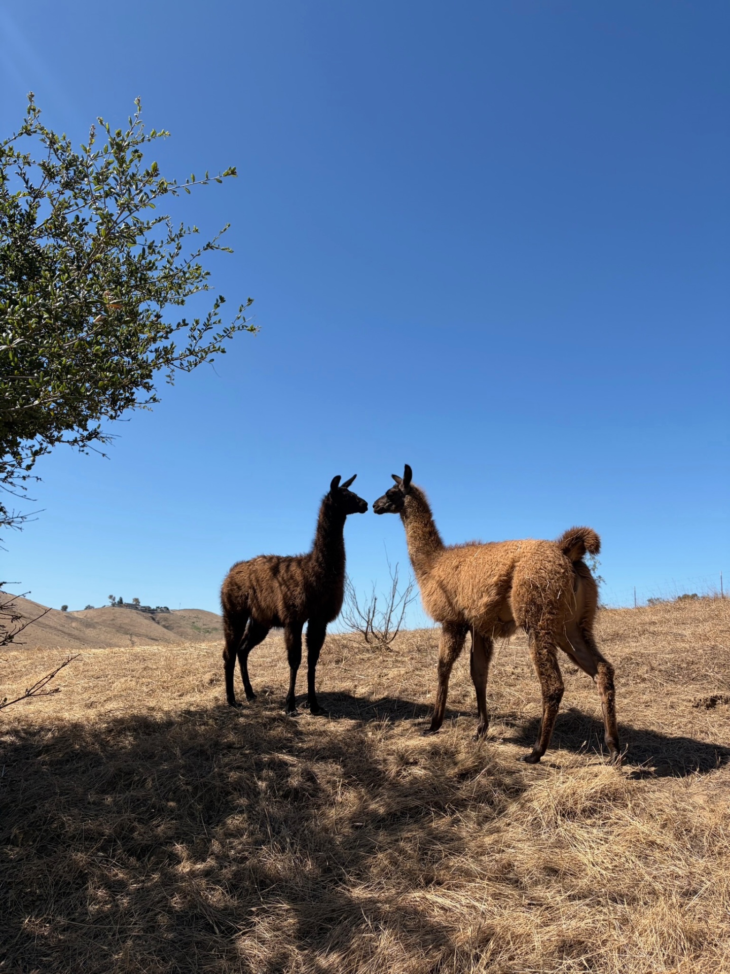 Two llamas on a golden hillside
