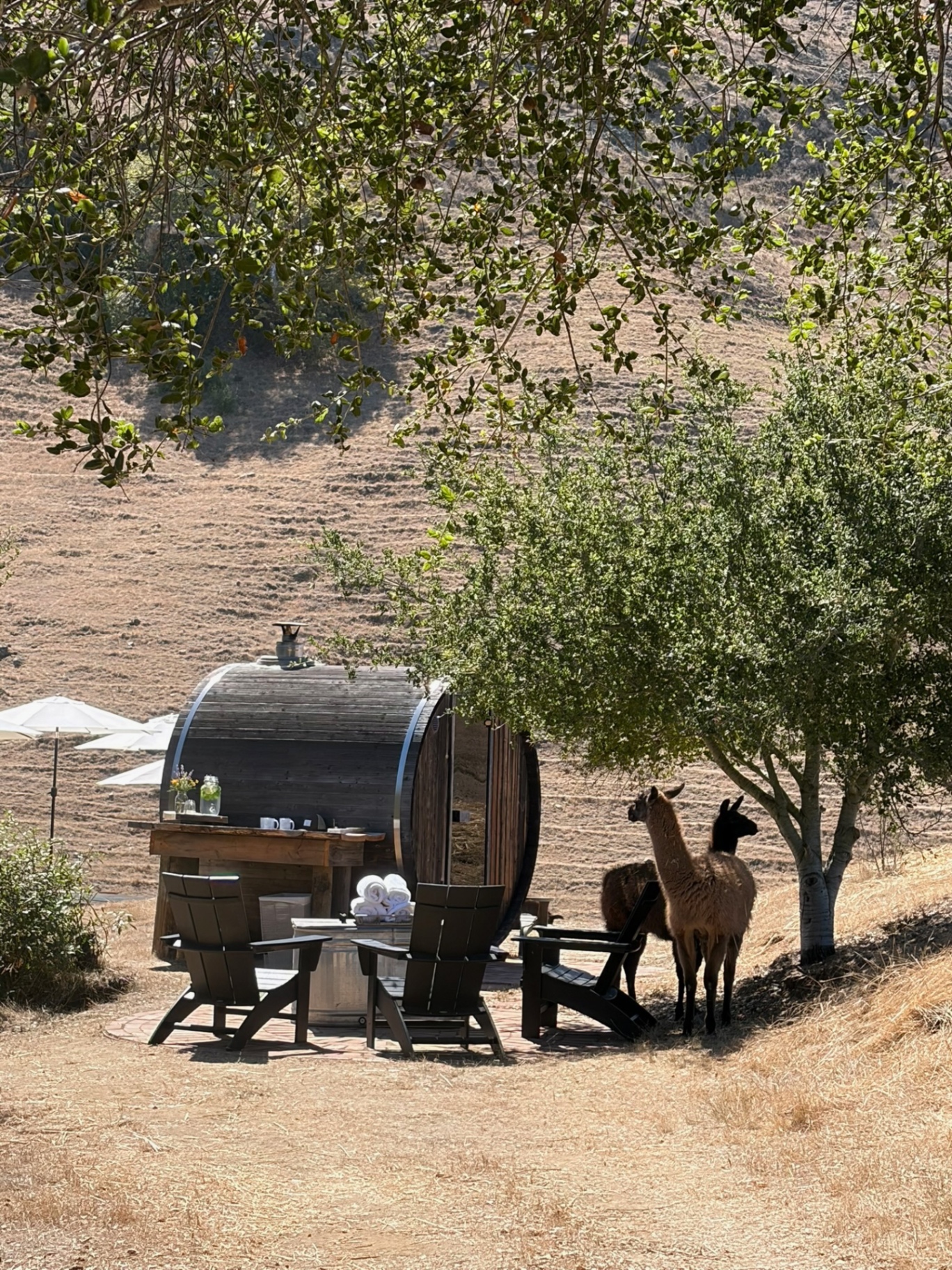 Barrel sauna under the trees with llamas nearby