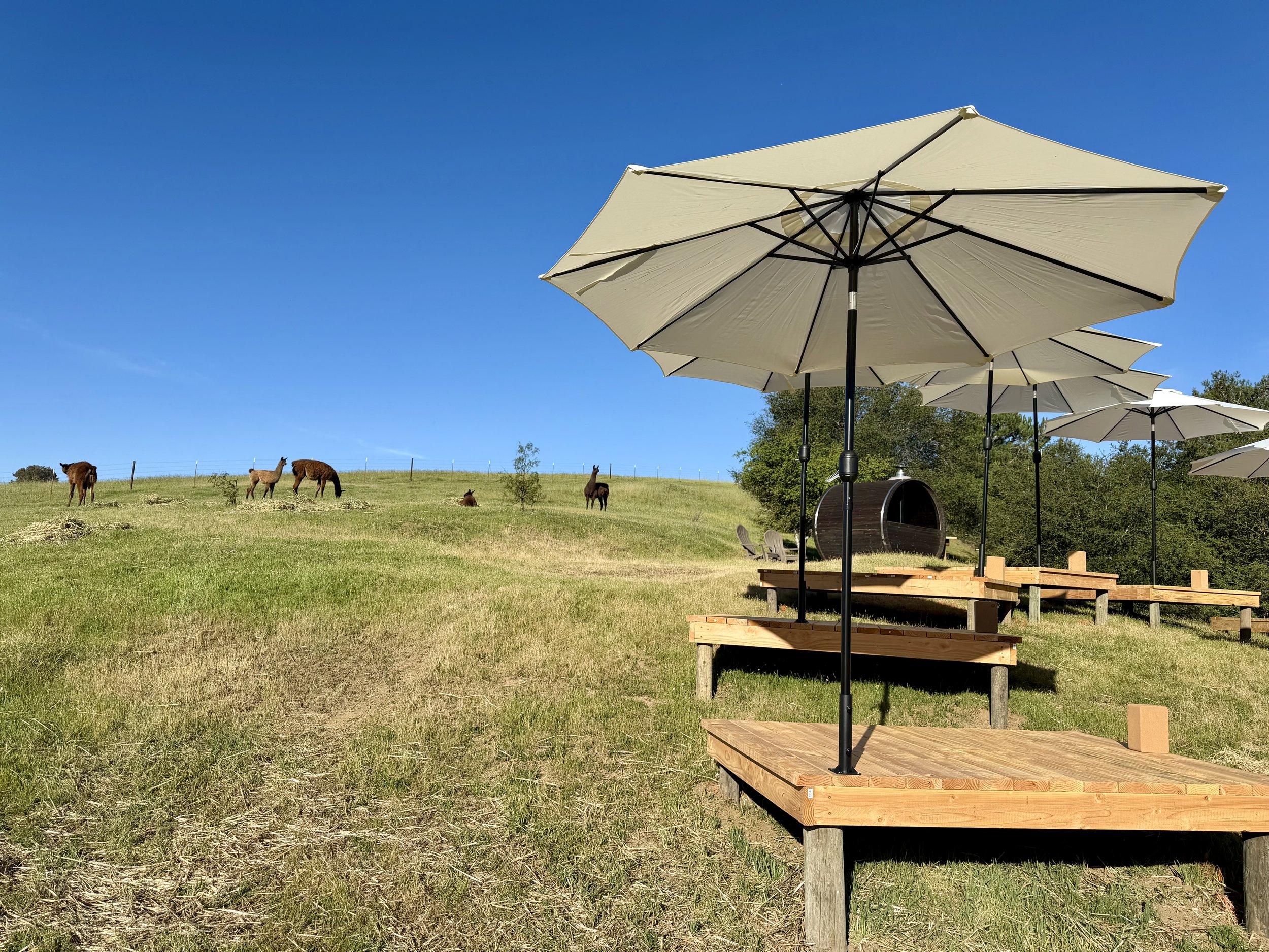 Loving Llama Wellness Retreat in Edna Valley
